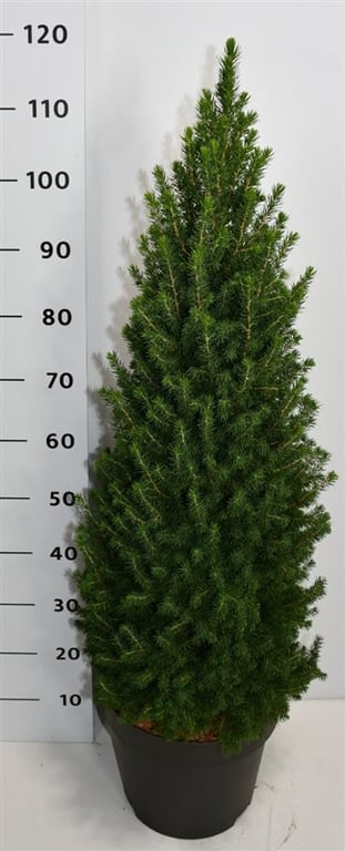 Ель канадская Перфекта